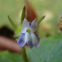 Lobelia zeylanica L.